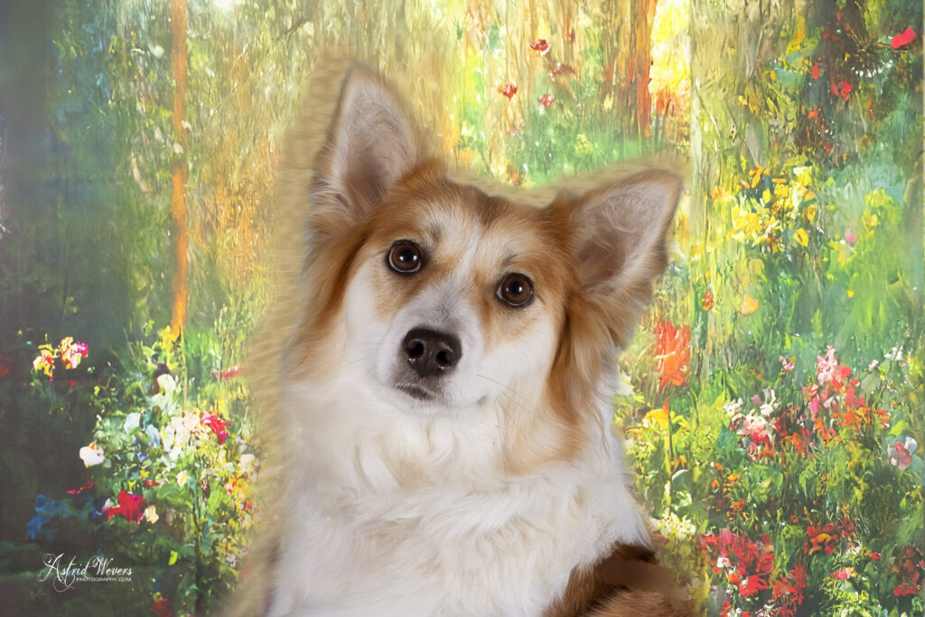 Dreamgirl Skikkja Icelandic Sheepdog