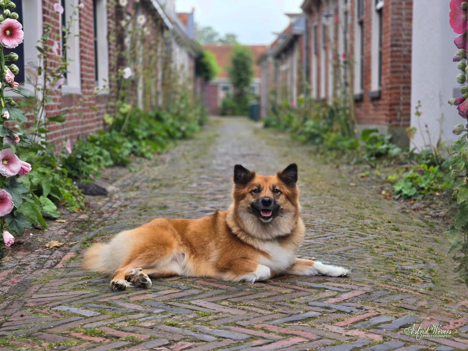 my dogs -