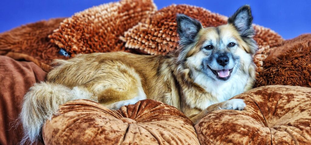 Twirre IJslandse Hond